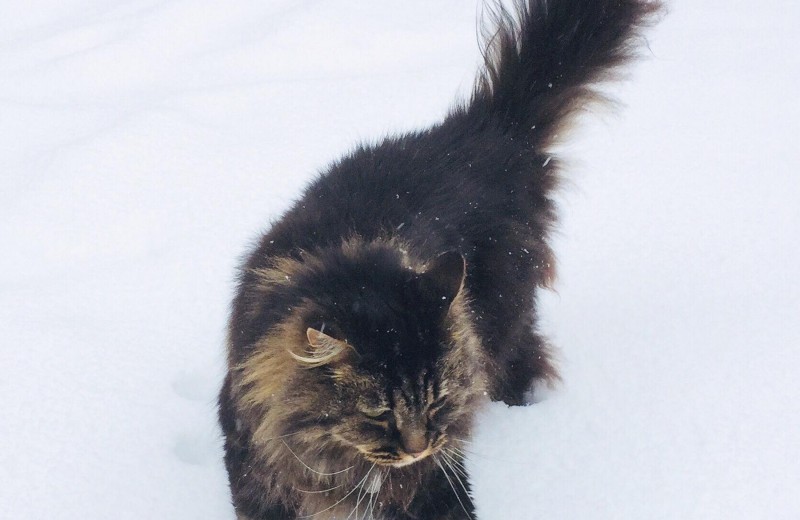 snow cat